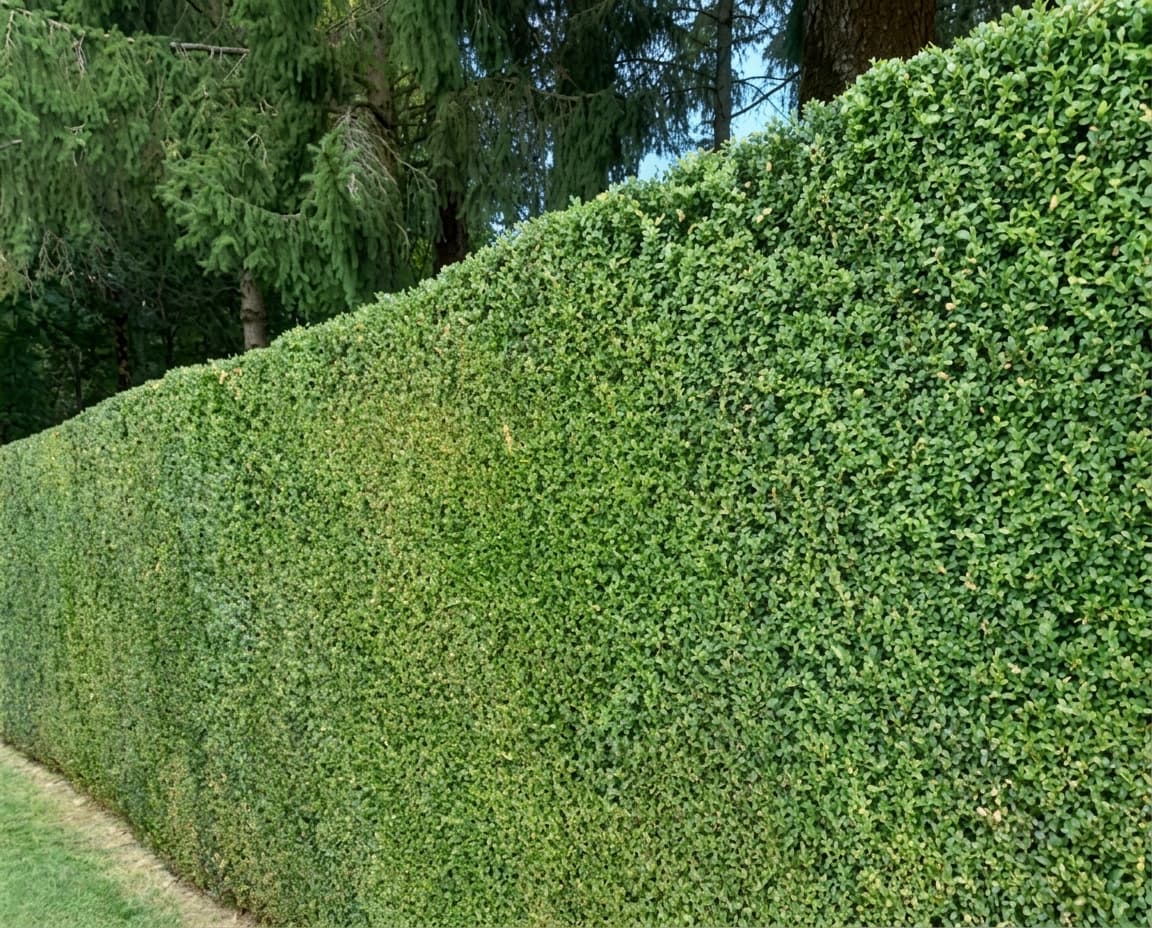 Une haute haie verte soigneusement taillée s'étendant devant une rangée de grands conifères sombres.