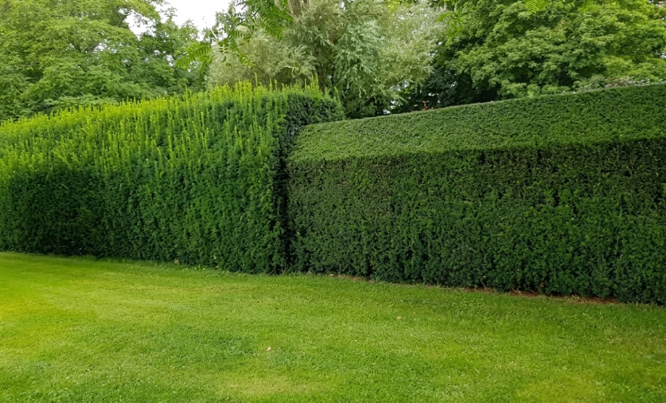 Une haie verte épaisse avec une section taillée et une section de nouvelles pousses.