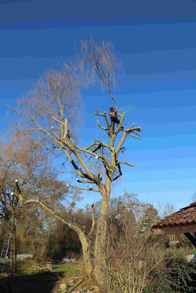 Un arboriste professionnel utilise une tronçonneuse pour élaguer un grand arbre sous un ciel bleu.