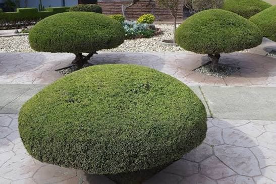 Trois buissons verts taillés en forme de champignons plats dans un jardin pavé.