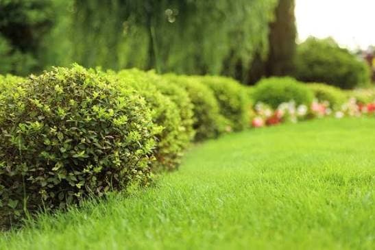 Une rangée de buissons verts taillés bordant une pelouse luxuriante dans un jardin ensoleillé.