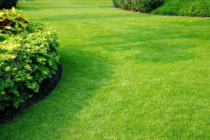Une pelouse verte luxuriante bordée par des buissons denses et des arbustes de jardin soignés.